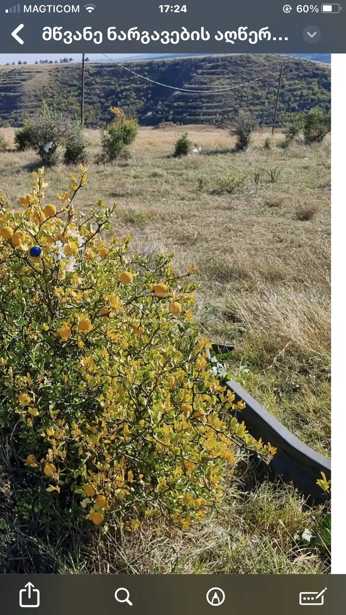https://static.ss.ge/20260306/9_593d3a00-e90f-4371-a4bc-abc4b2b6aa68_Thumb.jpg