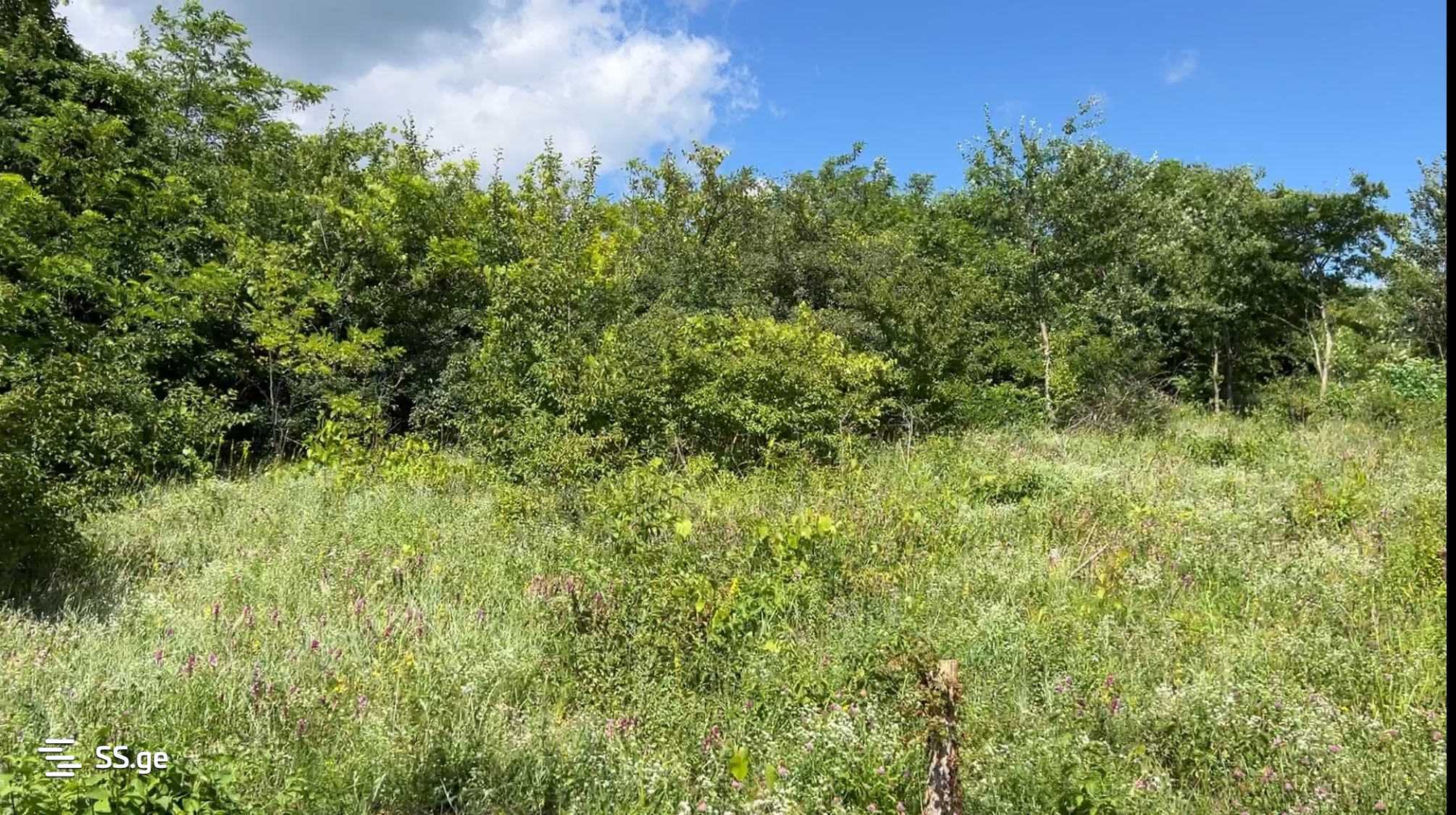Land For Sale. Tsinamdzghvriantkari - Widok 5
