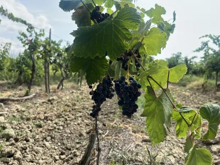 Land For Sale. Tokhliauri