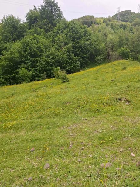 Land For Sale. Pasanauri