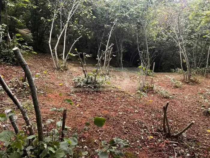 Land For Sale. Tsikhisdziri