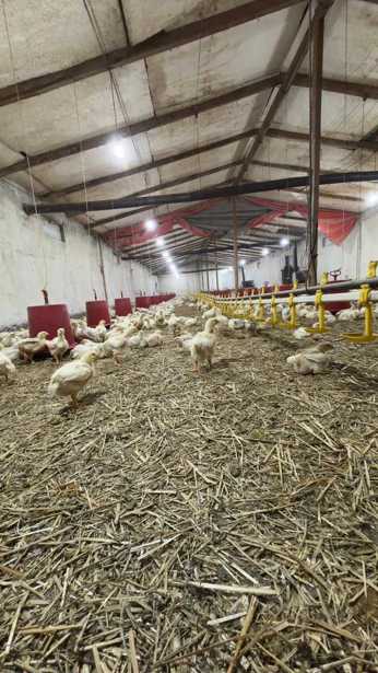 Land For Sale. Giorgitsminda