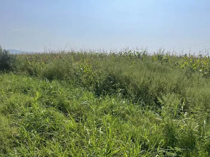 Land For Sale. Sagarejo