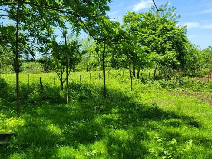 Land For Sale. Kobuleti