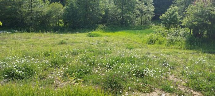 Land For Sale. Surami