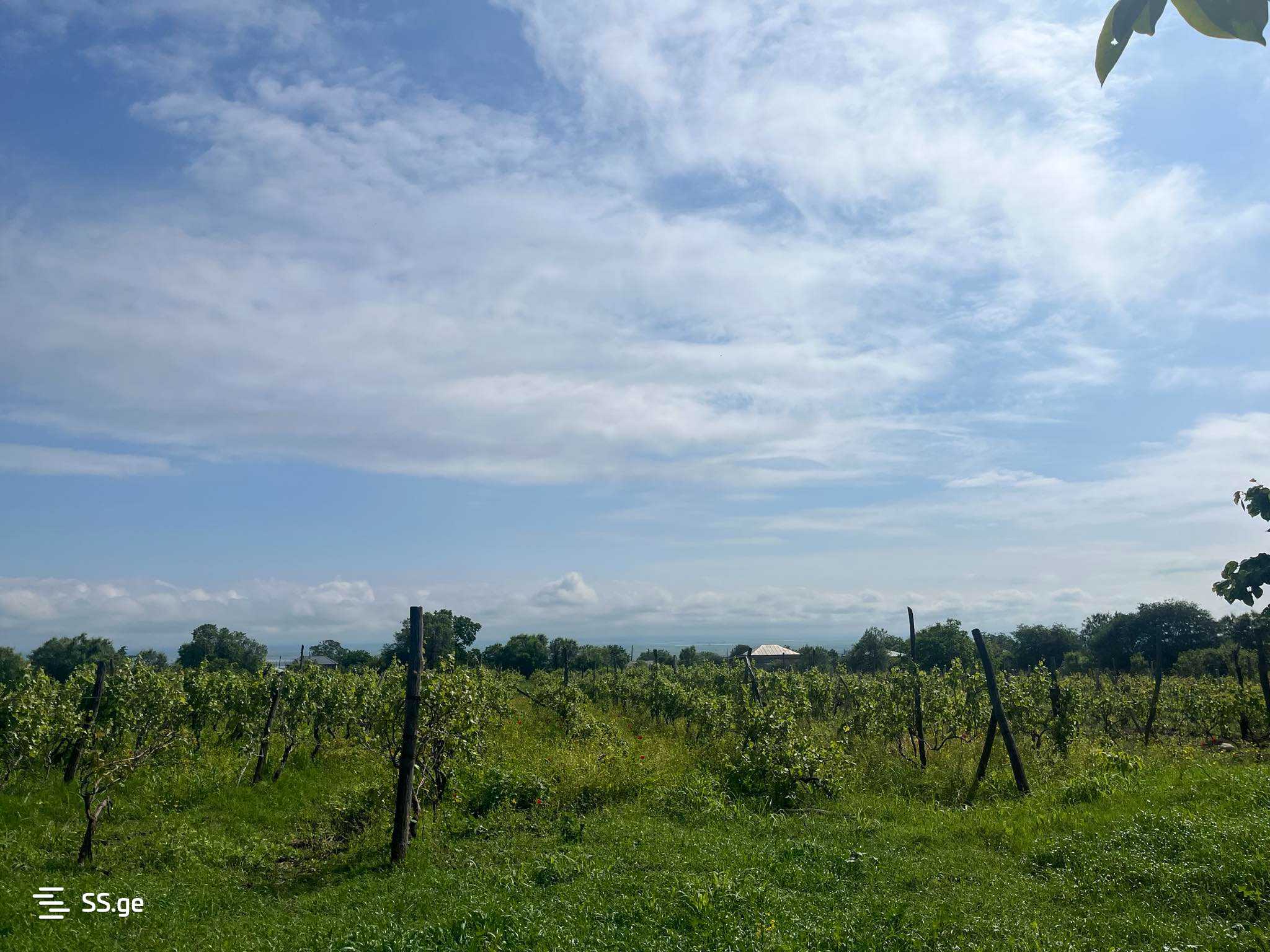 Land For Sale. Signagi view 1