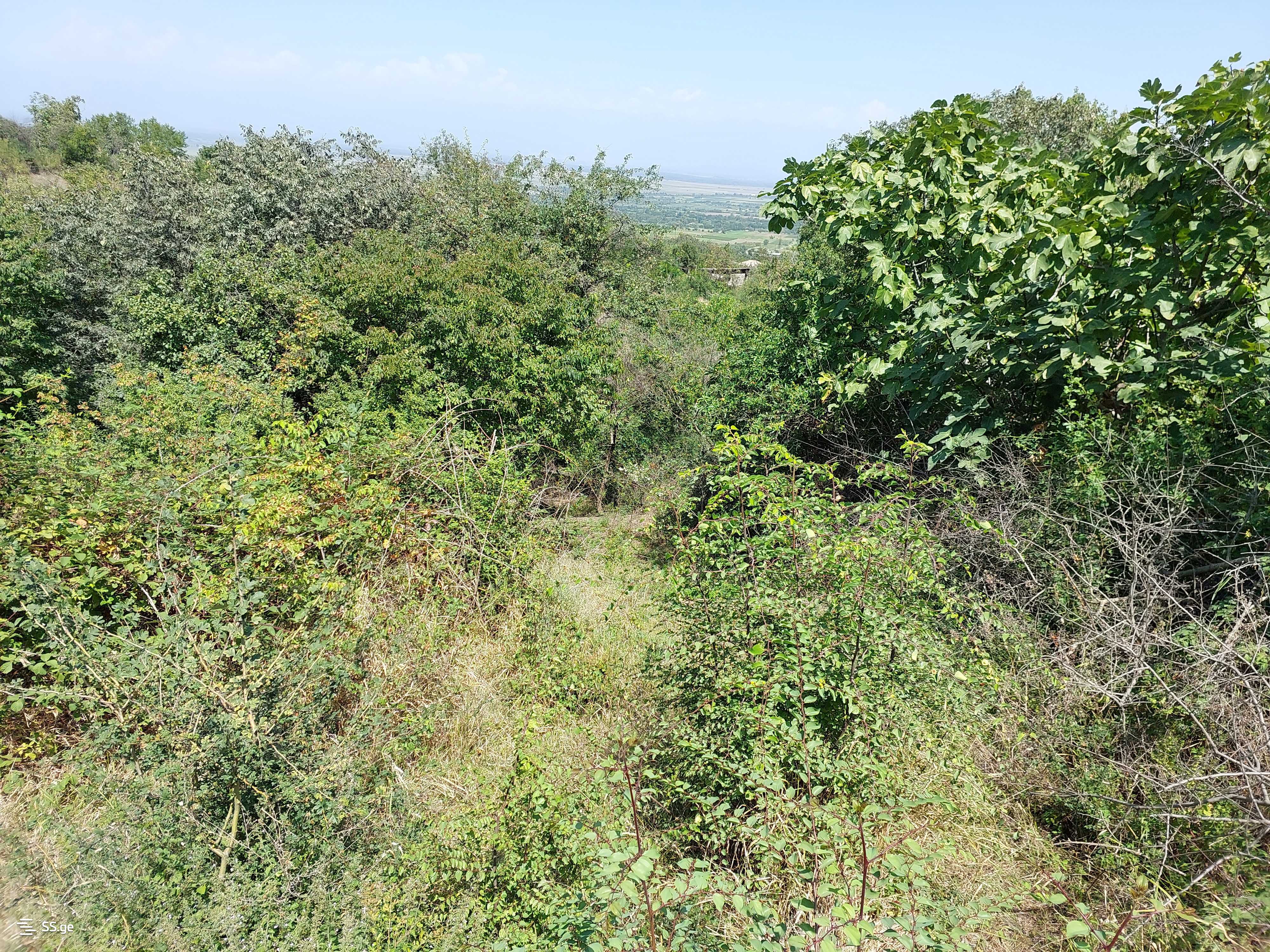 Land For Sale. Signagi view 2