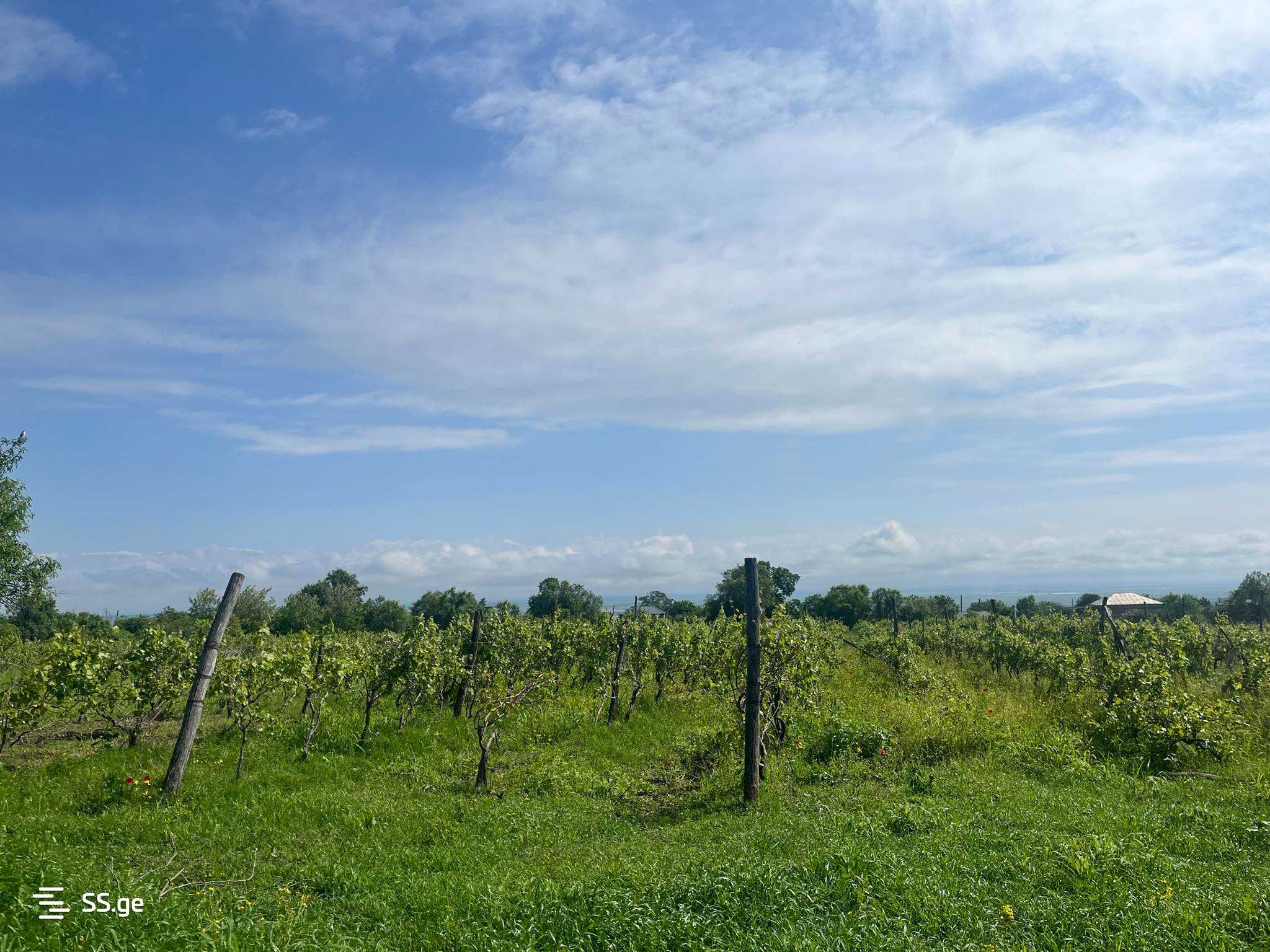 Land For Sale. Signagi view 2