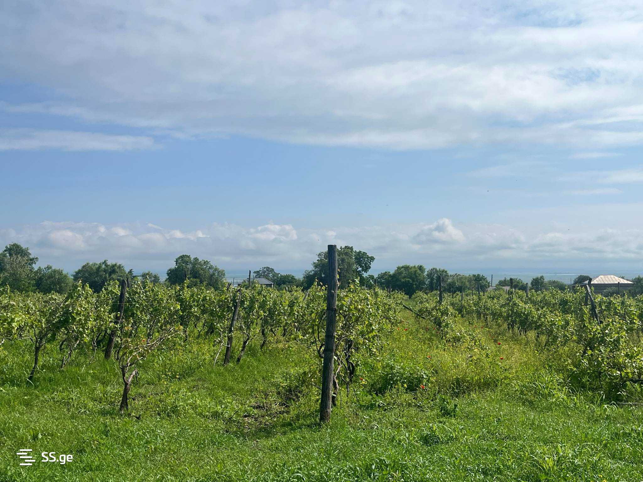 Land For Sale. Signagi view 3