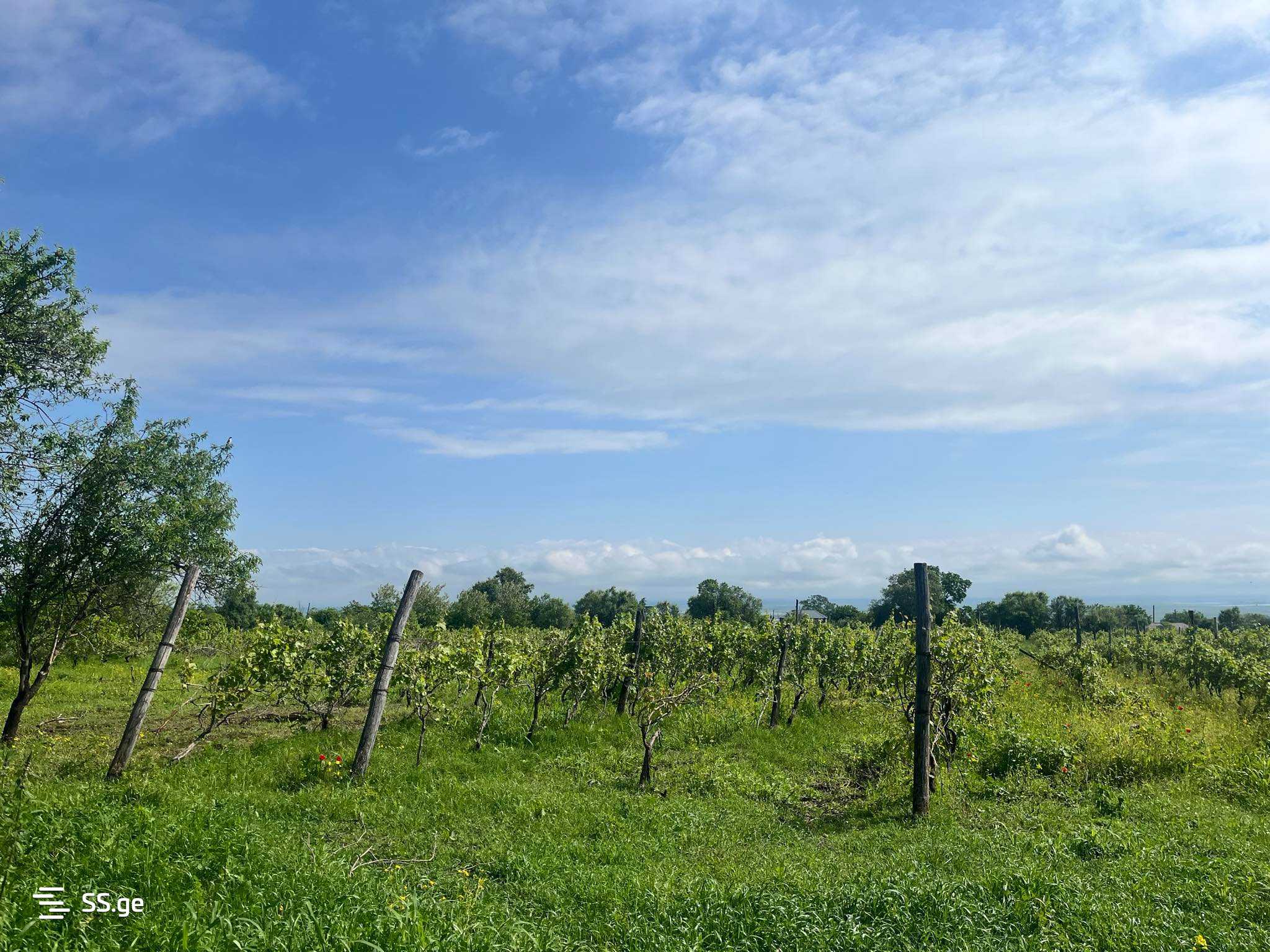Land For Sale. Signagi view 4
