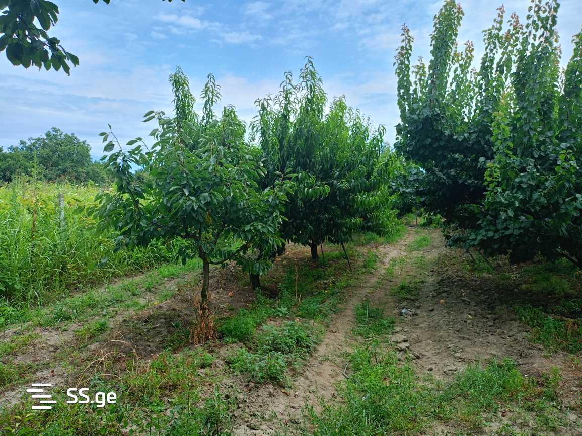 Продажа Земля / участок в Gurjaanshi view 11