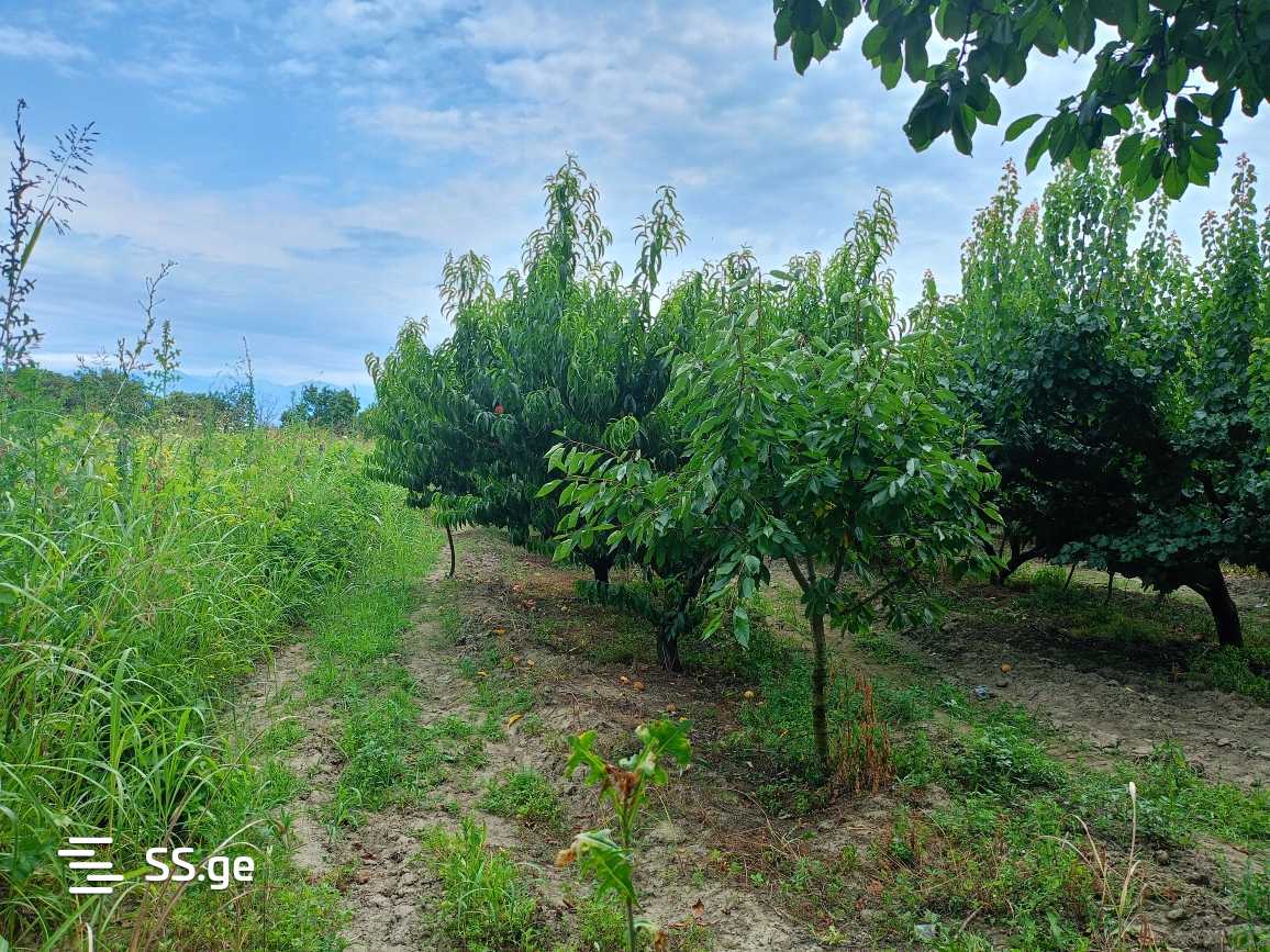 Продажа Земля / участок в Gurjaanshi view 10