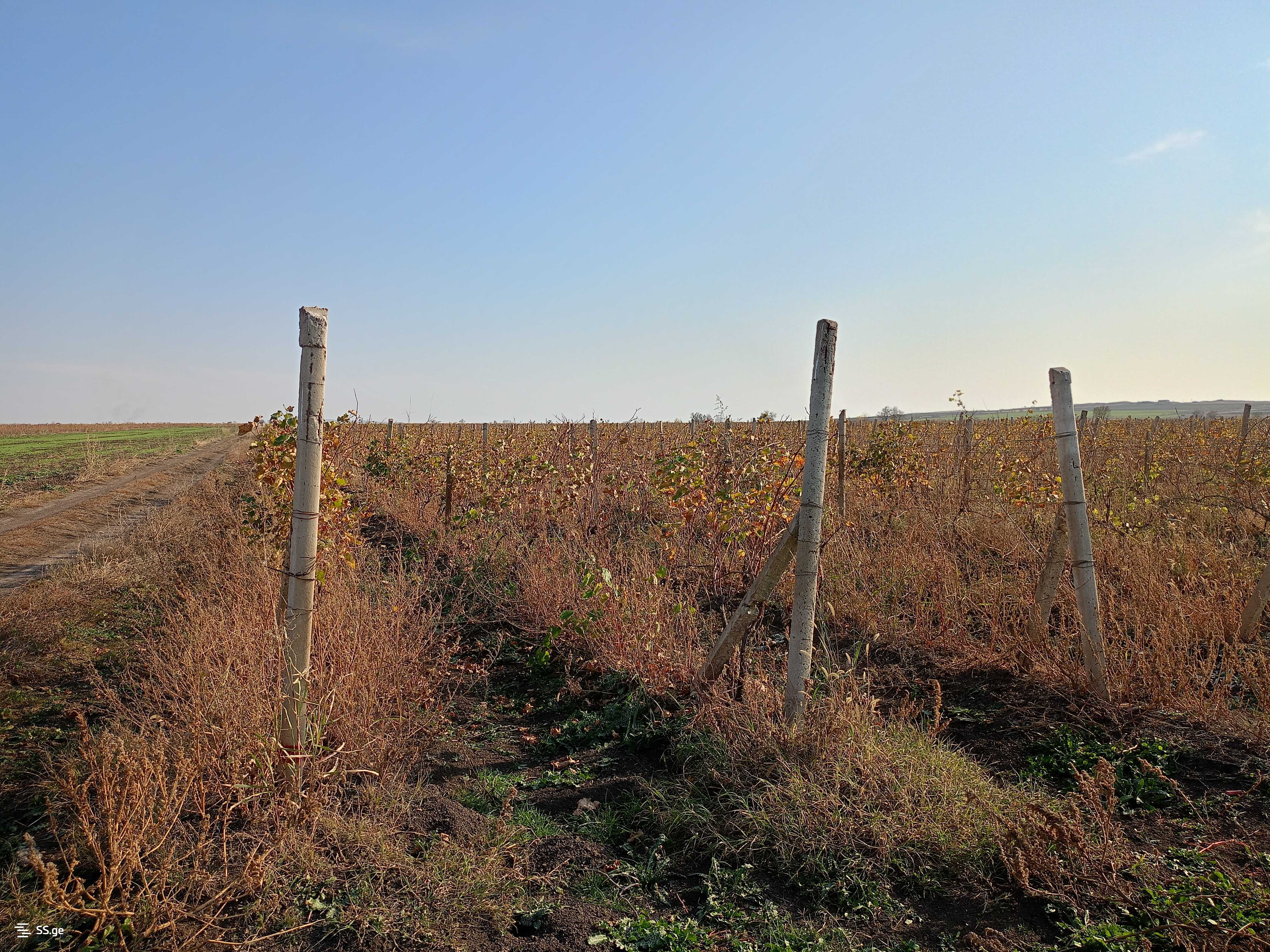 Land For Sale. Signagi view 2