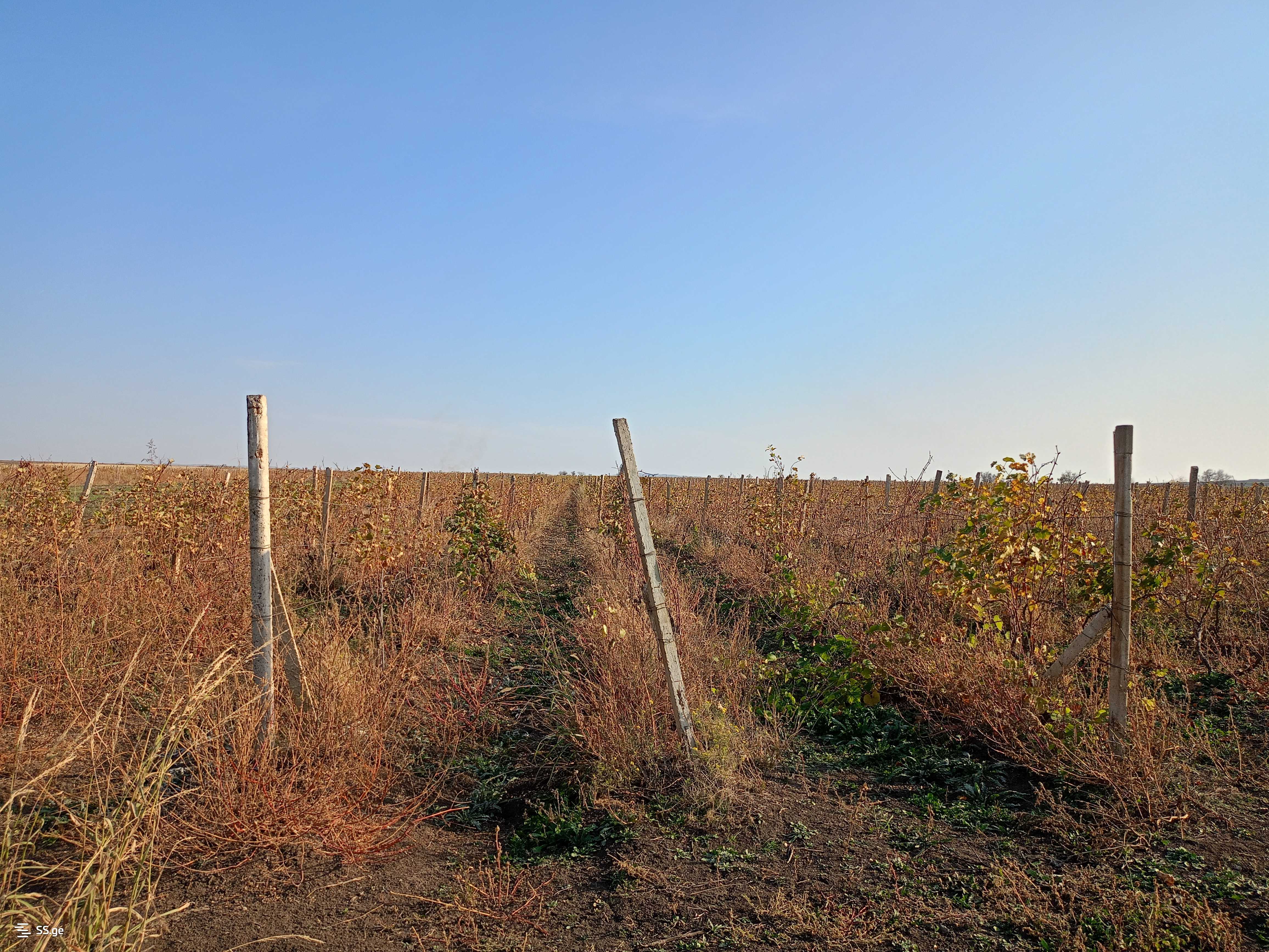 Land For Sale. Signagi view 1