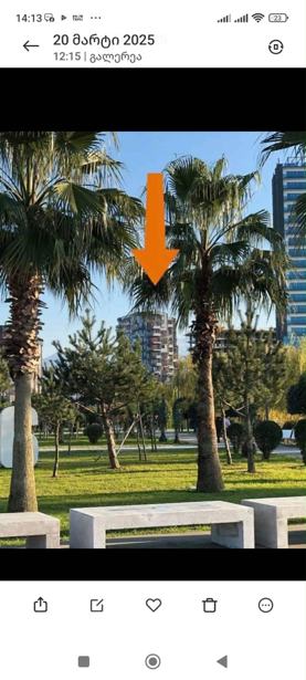 https://static.ss.ge/20260316/14_961f4b53-048b-4b0b-8d08-cc6fdc99b77f_Thumb.jpg