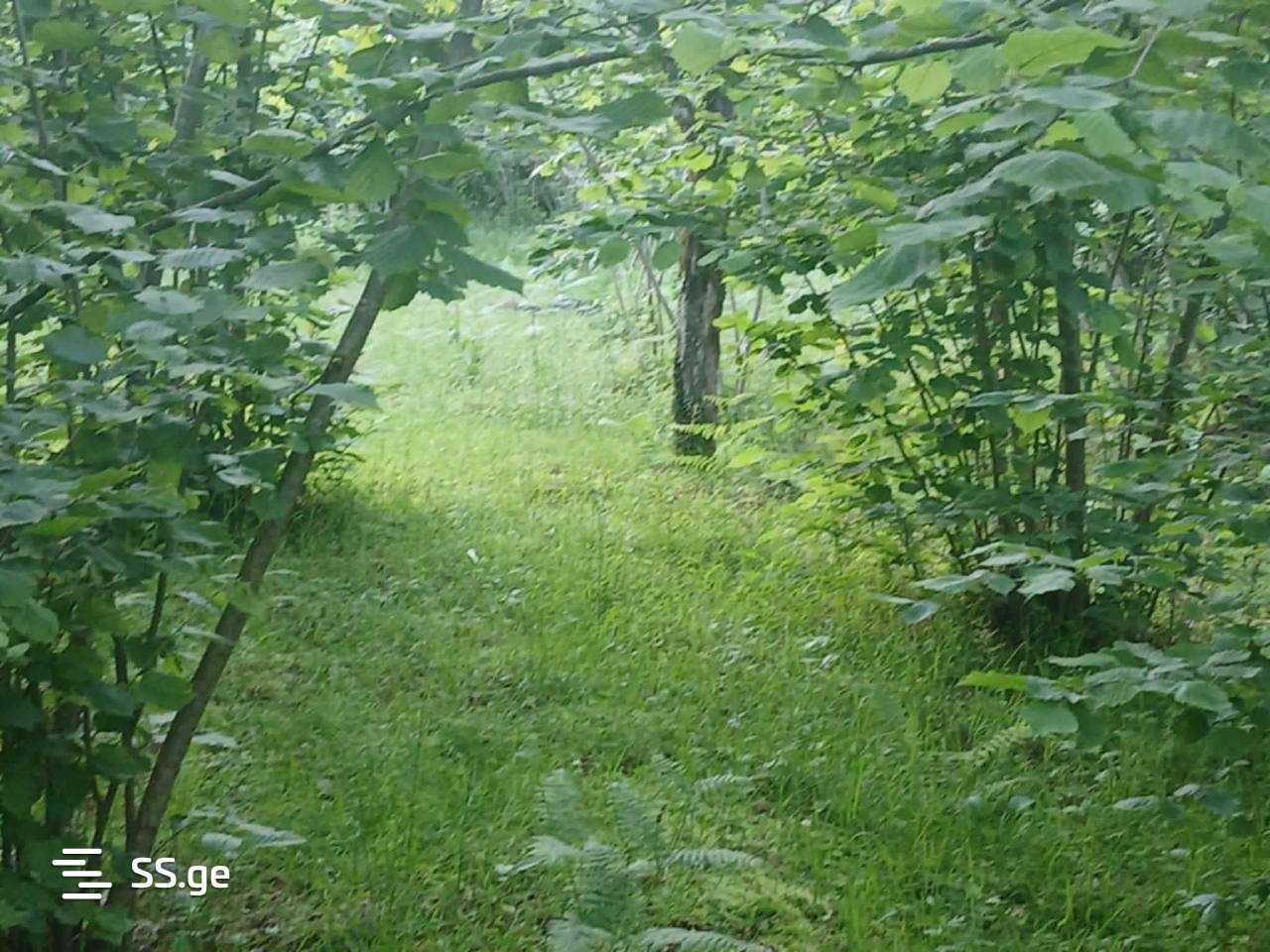 Land For Sale. Qala view 14