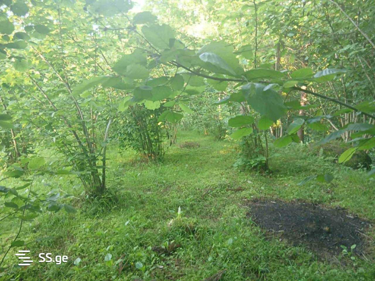 Land For Sale. Qala view 4