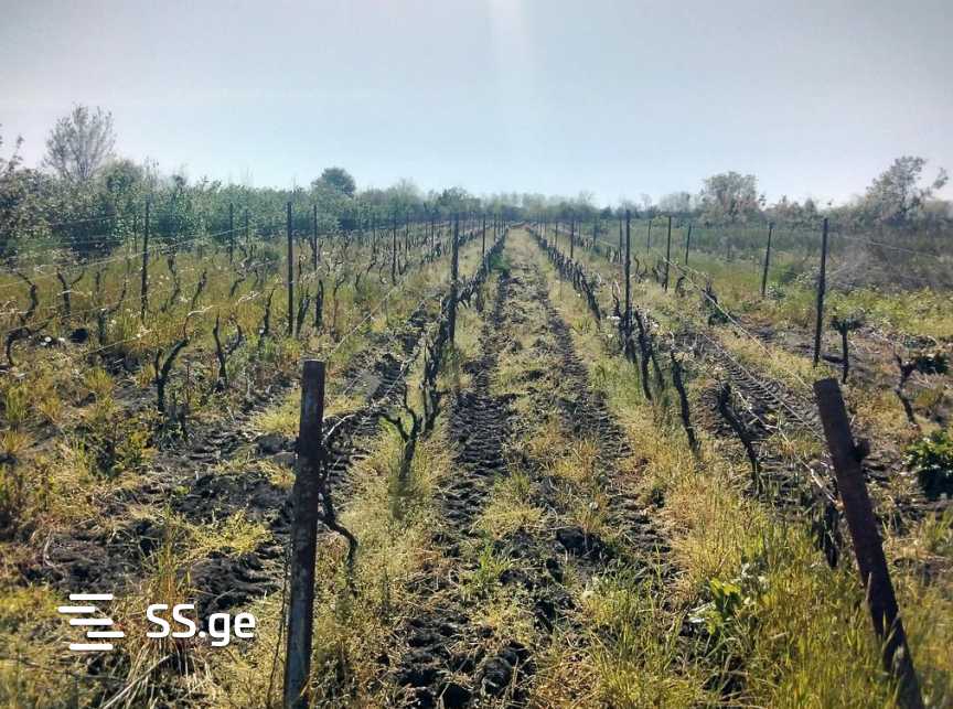 Land For Sale. Signagi view 3
