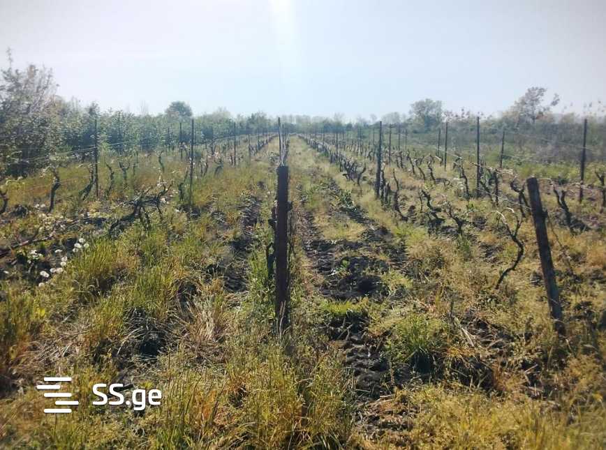 Land For Sale. Signagi view 4
