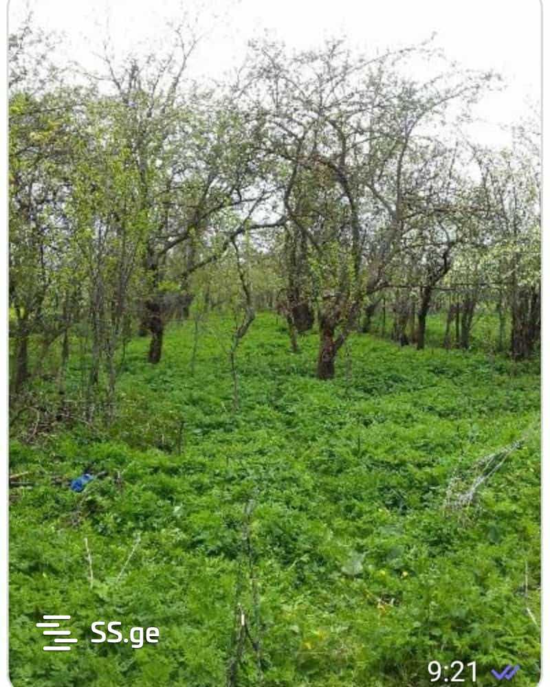 Land For Sale. Orbeti view 4