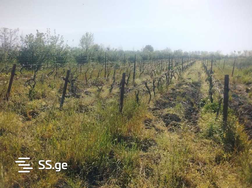 Land For Sale. Signagi view 1