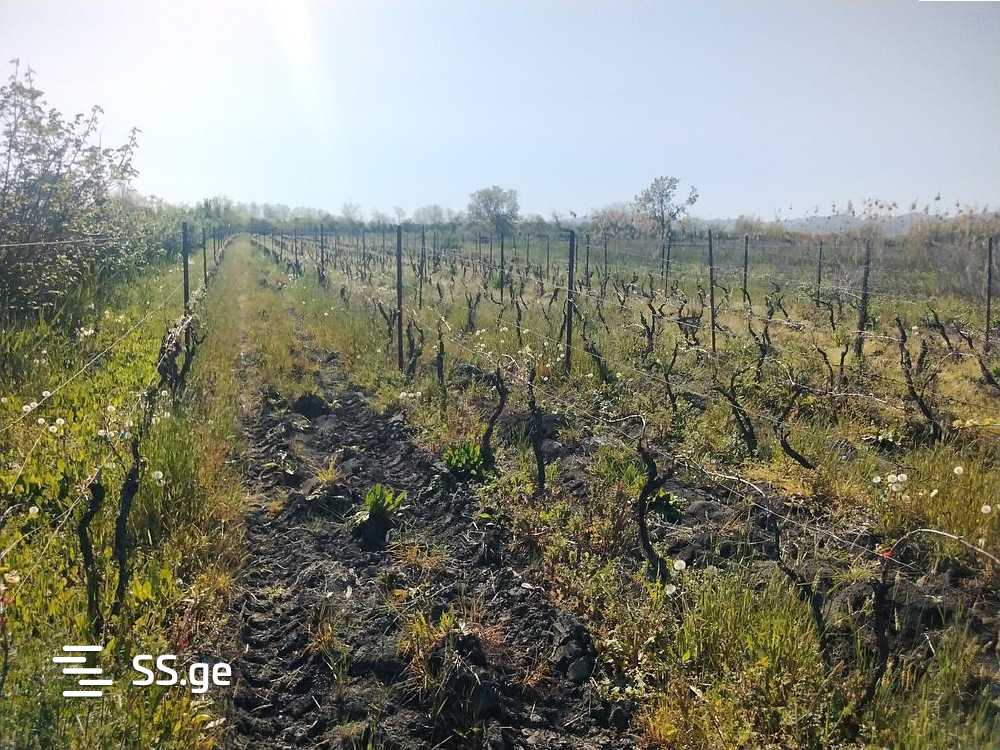 For Sale Sasoplo-Sameurneo Land Plot Sighnaghshi view 4