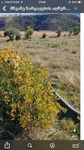 https://static.ss.ge/20260326/8_10c8bf18-4b95-40bd-883b-8c1dad49e7ea_Thumb.jpg