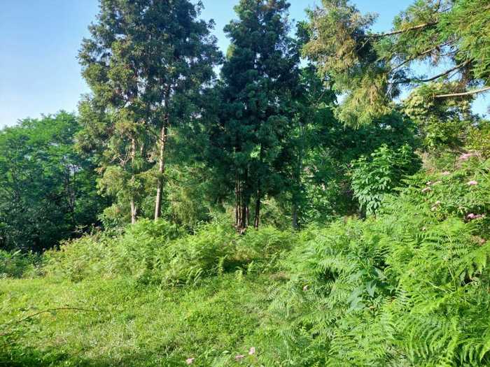 Land For Sale. Sakhalvasho