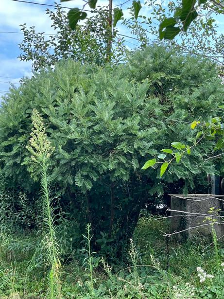 Land For Sale. Zugdidi