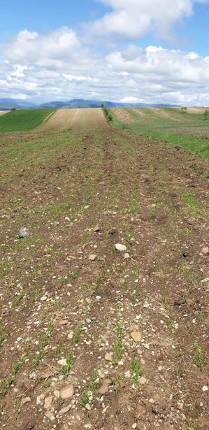 Land For Sale. Sakramulo