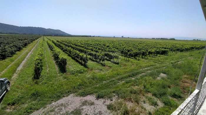 Land For Sale. Kvareli