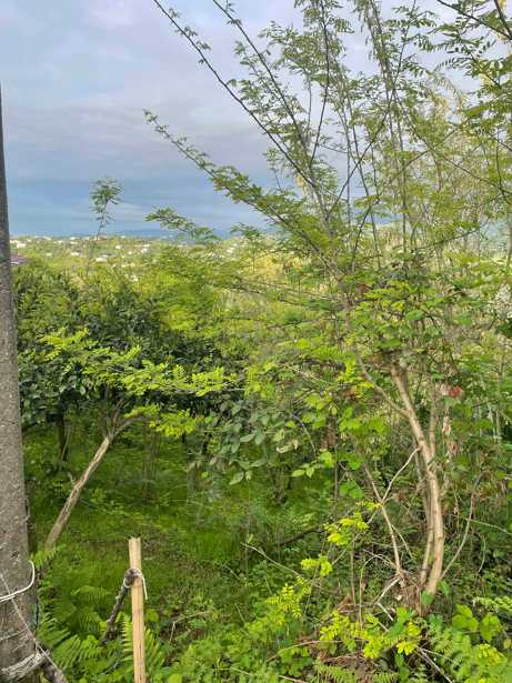 Land For Sale. Bobokvati
