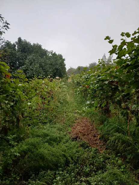 Land For Sale. Gurjaani