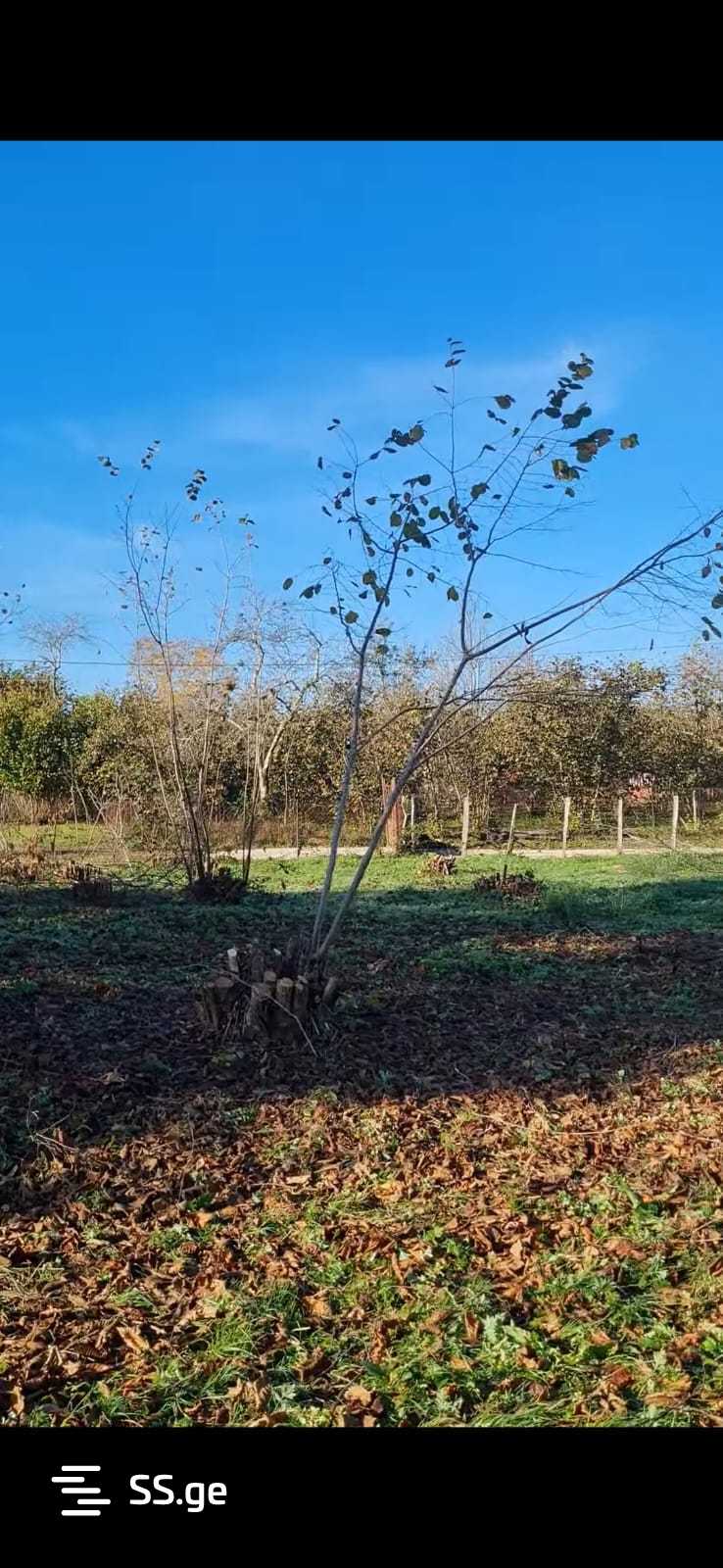 Land For Sale. Kobuleti view 1