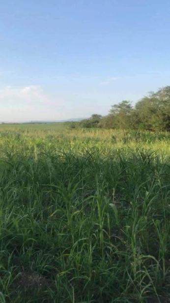 Land For Sale. Akhalsopeli