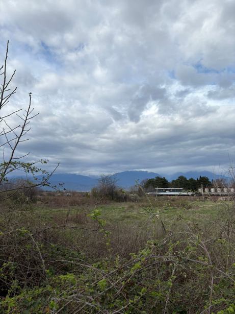 Land For Sale. Tsinandali