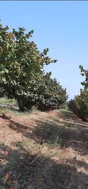 Land For Sale. Lagodekhi
