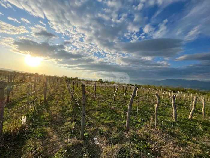 Land For Sale. Shalauri