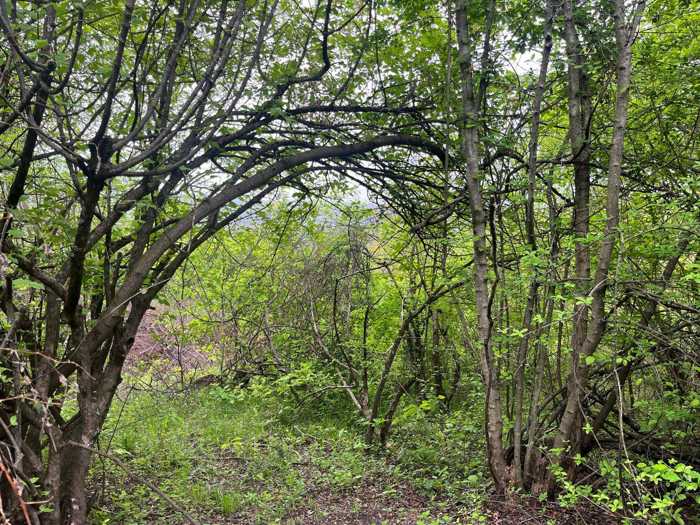 Land For Sale. Gurjaani