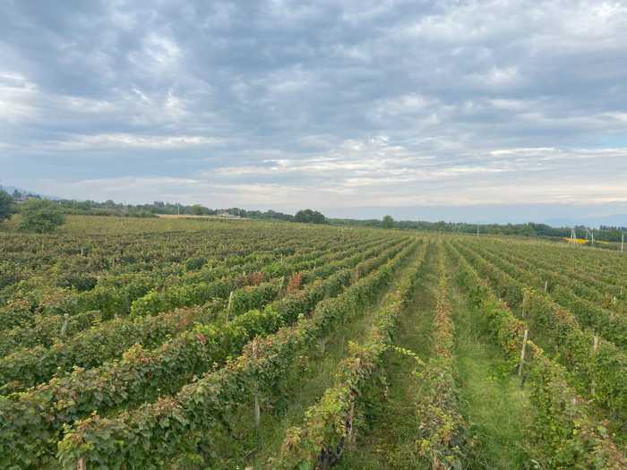 Land For Sale. Tsinandali