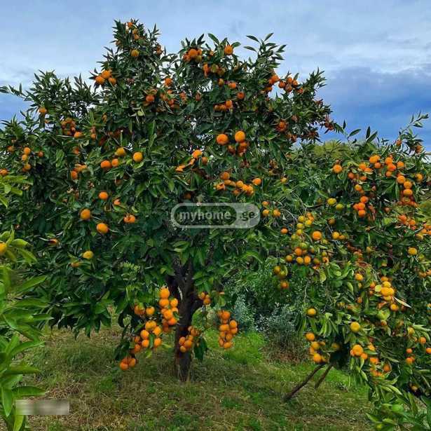 Land For Sale. Zemo Natanebi