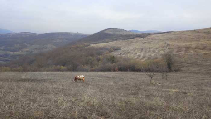 Land For Sale. Dusheti