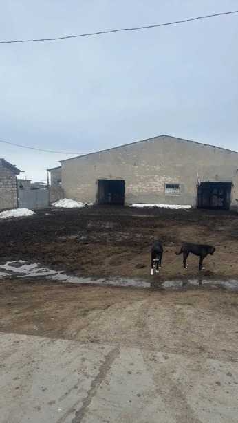 Land For Sale. Tsalka