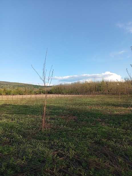 Land For Sale. Tskaltubo
