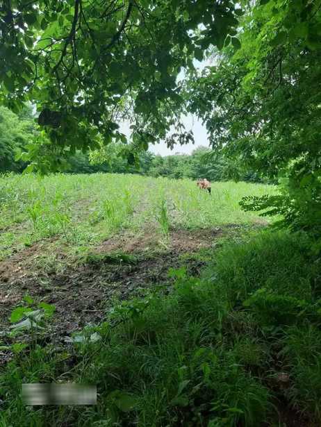 Land For Sale. Kvareli