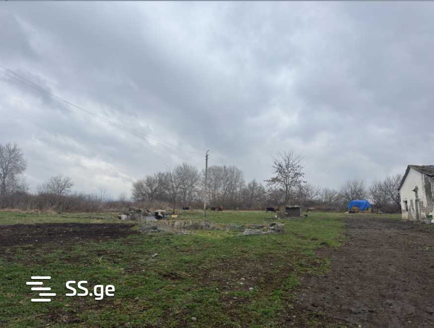 Store-Industrial Property For Sale. Gurjaani view 6