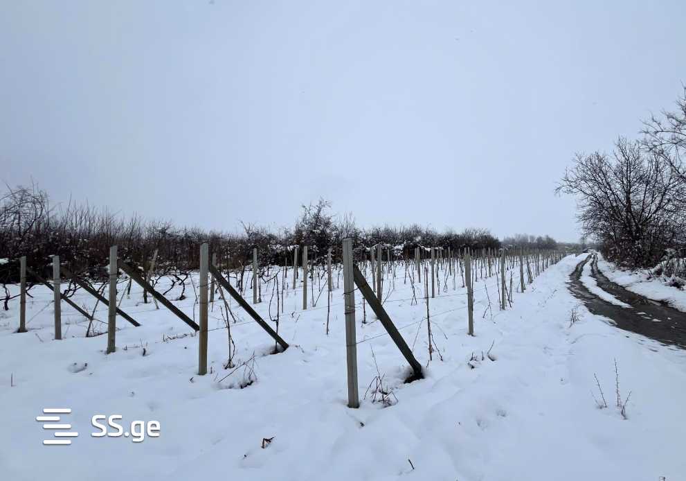 Продажа Земля / участок в Sighnaghshi view 6