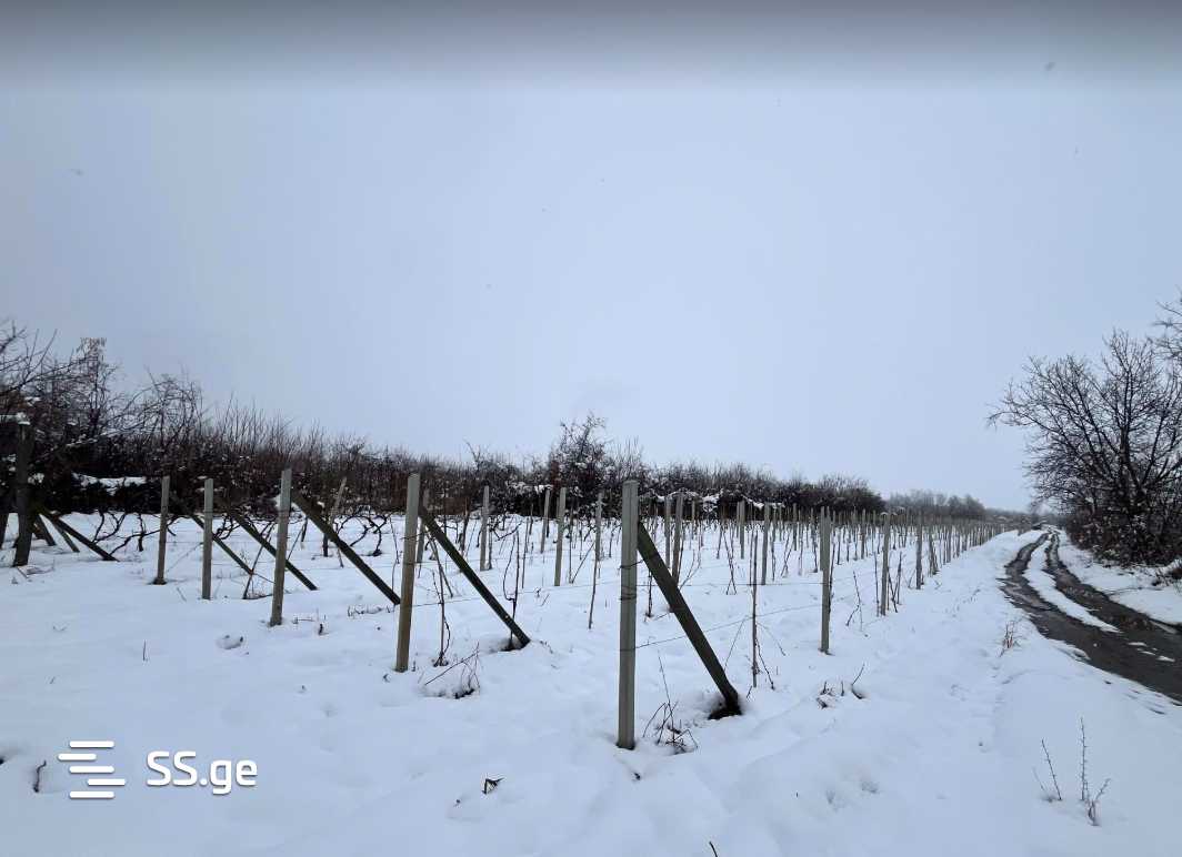 Продажа Земля / участок в Sighnaghshi view 7