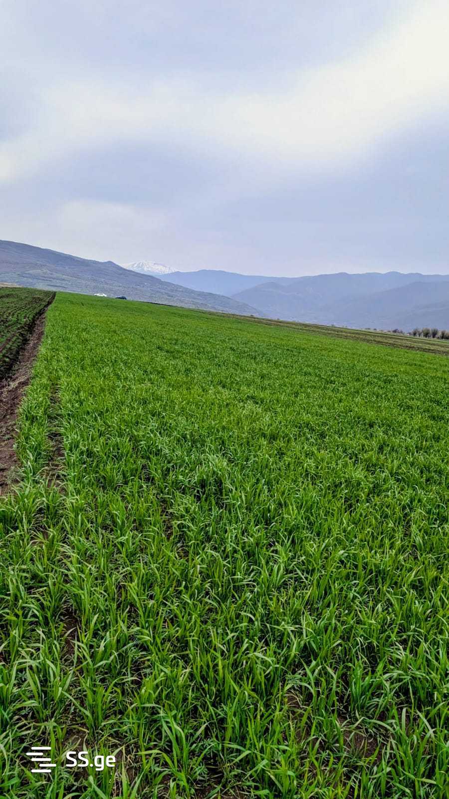 Land For Sale. Kaspi view 2