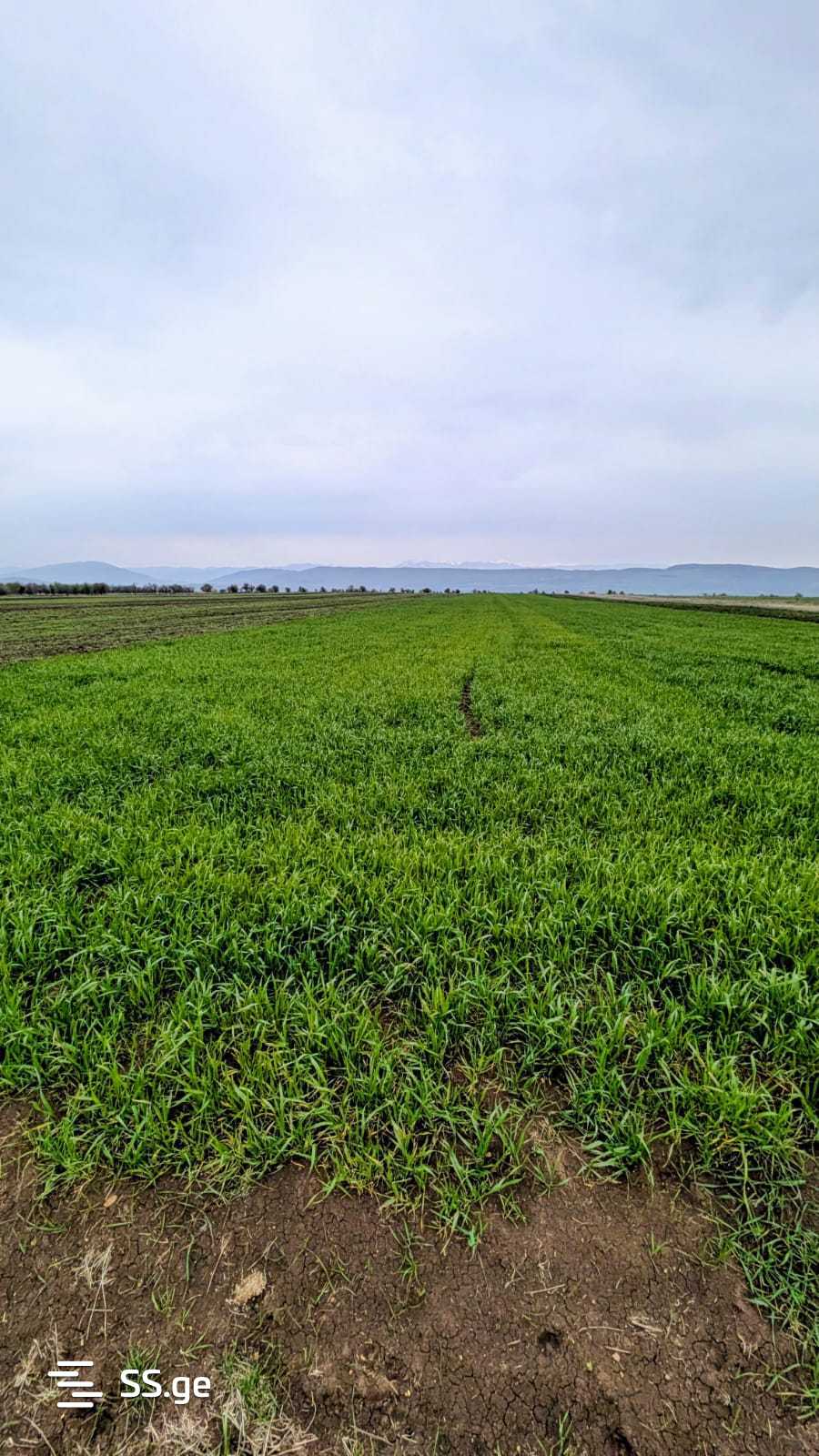 Land For Sale. Kaspi view 1